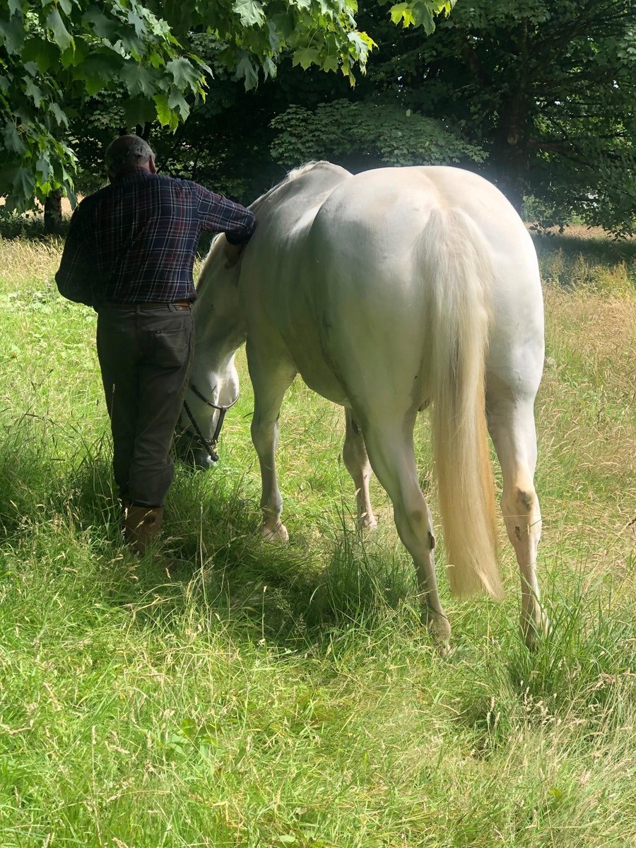 MerPolMounted's tweet photo. 2/2 Ned has 4 calves in his field, but will soon have a pony companion as well. We will be given regular updates about Ned, which we will share with you all. His big personality will be missed on the yard, but we know he will have a lovely retirement. #StandTall #PHNed https://t.co/02cg4KtSAz