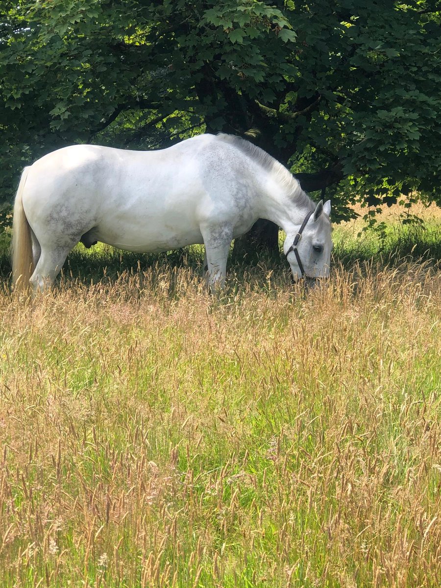 MerPolMounted's tweet photo. 2/2 Ned has 4 calves in his field, but will soon have a pony companion as well. We will be given regular updates about Ned, which we will share with you all. His big personality will be missed on the yard, but we know he will have a lovely retirement. #StandTall #PHNed https://t.co/02cg4KtSAz