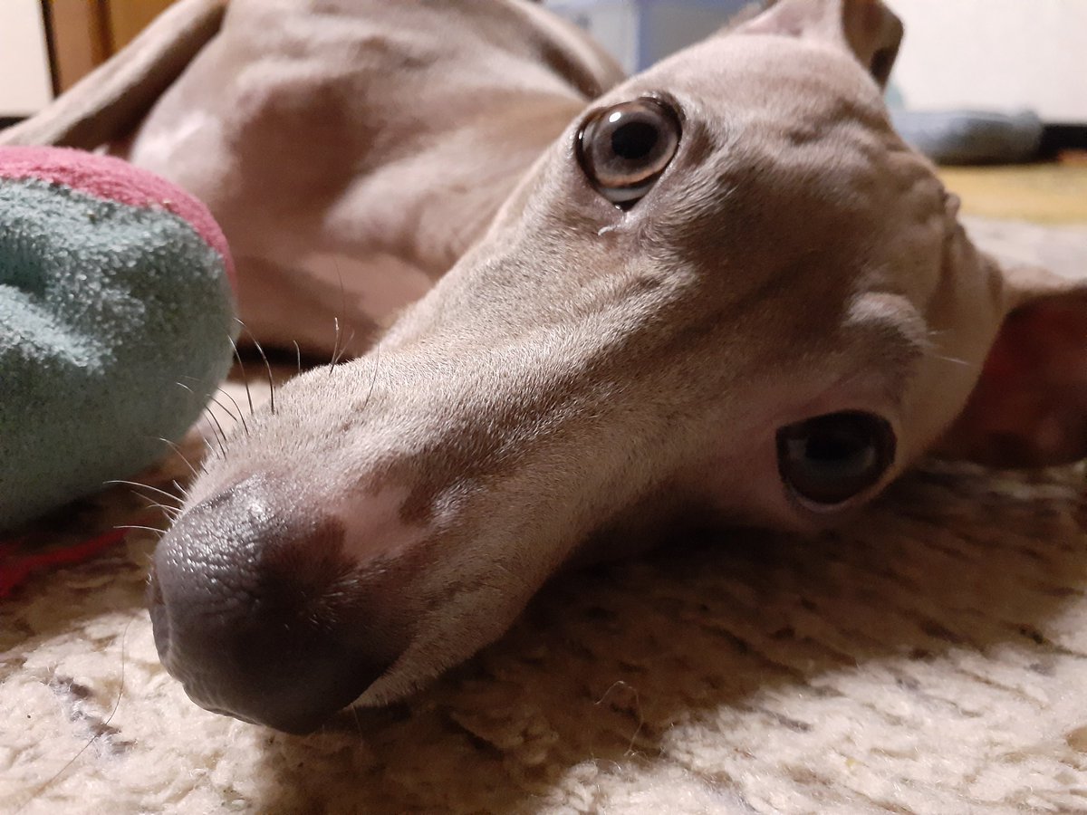 はな 散歩中 かわい なんていう犬なの イタリアングレーハウンドです イタリア 何 イタリアングレーハウンド イタグレ