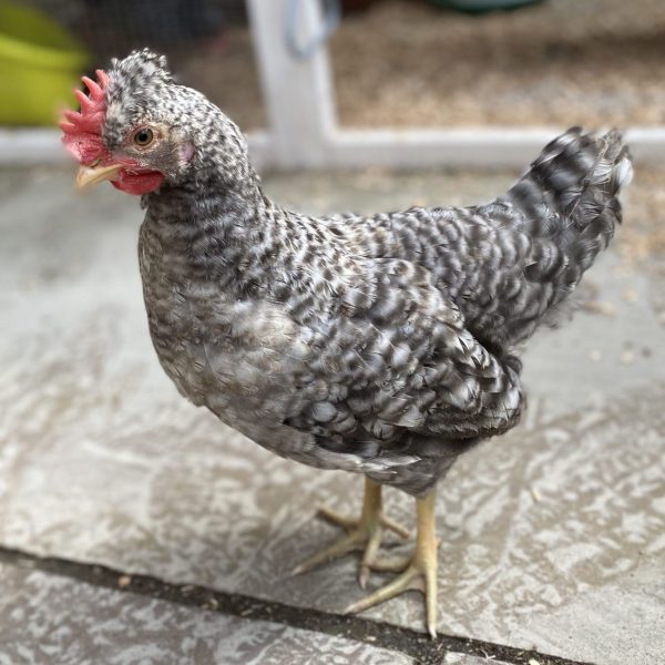As we start rehoming again, spare a thought for the boys. We have lots of beautiful cockerels looking for homes on our Lonely Hearts page: bhwt.org.uk/adopt-a-cocker…

Cockerels aren't for everyone, but if you're able to, consider welcoming one of these boys into your life 🐓💖