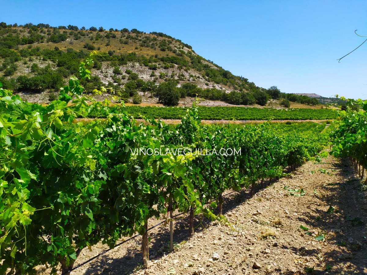 Un lunes es menos lunes si empieza con un paseo entre viñas... ¿no os parece? Buenos días a todos! Os deseamos una #felizsemana desde la oficina más bonita del mundo ;)