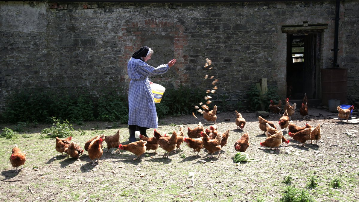 IAPbooks's tweet photo. Lunchtime at Addergoole Farm, courtesy of Sr Benedict O'Beirne. 

This delightful photograph is from The Benedictine Nuns &amp; Kylemore Abbey, which celebrates 100 years of the order in Ireland.

https://t.co/Dgnq49xx0f

#kylemoreabbey #kylemore2020 https://t.co/6uIIEjB9U5
