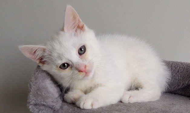 SPA_Montlucon's tweet photo. A l'#adoption : un nouveau #chaton :
- Ryder : ♂️ tout blanc

Très gentil et calme, cet adorable petit bout est sourd.

✅ Identifié
✅ Vacciné
✅ Testé Felv/Fiv : négatif
☑️ Castré prochainement

➡️ https://t.co/5EJRPD4sIu https://t.co/DDP5GCfAlv