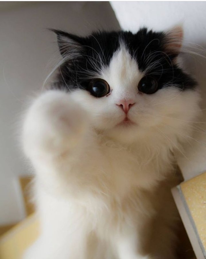 My tweet may or may not be read by him...
But just want to ask d #minatians...
Doesn't this baby cat resembles <a href="/CarryMinati/">Ajey Nagar</a>  whn he wears something white n black mix n stares at d screen, on stream ? 🤣😅😄😆🙈