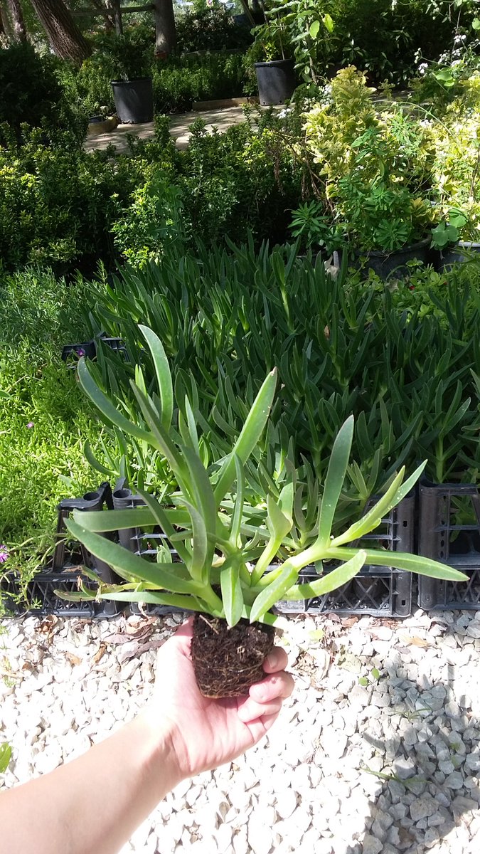 Sukulentlerin en iri çiçeklisinden Kazayağı 😍 (Carpobrotus edulis) Yer örtücüdür, yayılır ve sarkar. Baharda hoş iri pembe çiçekler açar. Etli yaprakları susuzluğa dayanır, güneş sever. Egepark Fidancılık'ta.

#succulents #sukulent  #bitkibakımı #çiçek #flowers