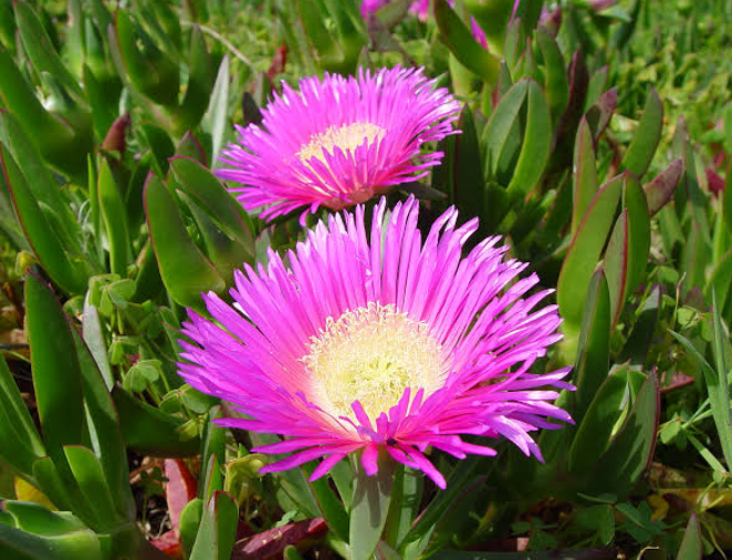 EgeparkK's tweet photo. Sukulentlerin en iri çiçeklisinden Kazayağı 😍 (Carpobrotus edulis) Yer örtücüdür, yayılır ve sarkar. Baharda hoş iri pembe çiçekler açar. Etli yaprakları susuzluğa dayanır, güneş sever. Egepark Fidancılık'ta.

#succulents #sukulent  #bitkibakımı #çiçek #flowers https://t.co/WHvF5PhwgH