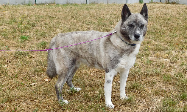 SPA_Montlucon's tweet photo. A l'#adoption : un nouveau #chien :
- Xena : ♀️ blanche et grise croisée #husky

Gentille et calme, elle est assez craintive, il faudra lui accorder du temps pour qu'elle reprenne confiance.

✅ Identifiée
✅ Vaccinée
✅ Stérilisée bientôt

➡️ https://t.co/v8Ff671aRW https://t.co/5waM16HmM4