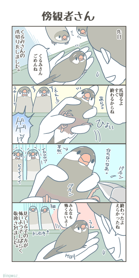 くるみさんは爪切りが怖くないみたいです。

#Buncho #javasparrow #文鳥 