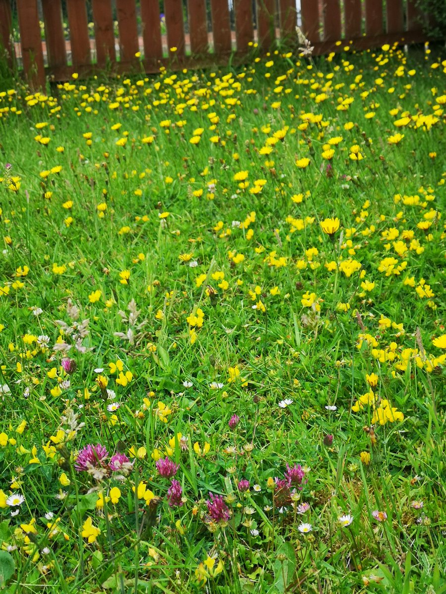 philhappycat's tweet photo. @LibpMrsBrayley @MisssuterLPS We've entered these pics in the ccbc virtual garden comp. They are of our front garden that we have allowed to go a bit wild to attract pollinators. We've counted 6 different types of bees and other insects feeding on the flowers. 🐝 https://t.co/iYpcoNvCv8