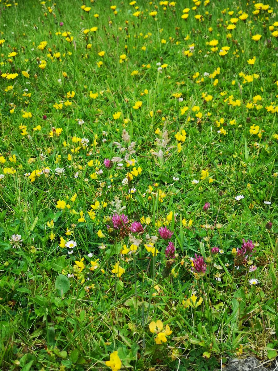 philhappycat's tweet photo. @LibpMrsBrayley @MisssuterLPS We've entered these pics in the ccbc virtual garden comp. They are of our front garden that we have allowed to go a bit wild to attract pollinators. We've counted 6 different types of bees and other insects feeding on the flowers. 🐝 https://t.co/iYpcoNvCv8