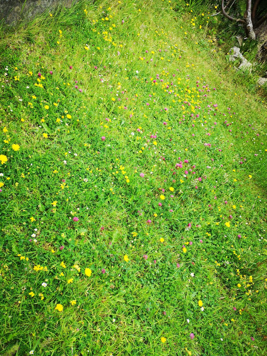philhappycat's tweet photo. @LibpMrsBrayley @MisssuterLPS We've entered these pics in the ccbc virtual garden comp. They are of our front garden that we have allowed to go a bit wild to attract pollinators. We've counted 6 different types of bees and other insects feeding on the flowers. 🐝 https://t.co/iYpcoNvCv8