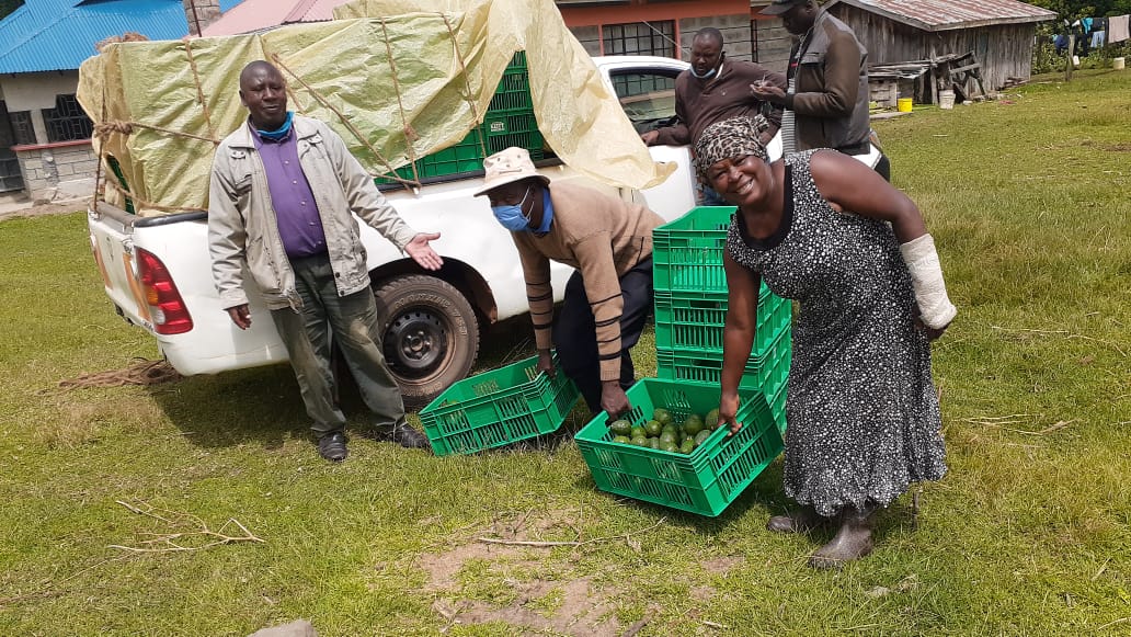 ImmaculateMaina's tweet photo. Congratulations to Wakulima Avocado  Self Help Group of Murindat on sale of your first avocado crop since planting in 2018. #NakuruCountyAvocado. @NakuruCountyGov @NakuruAgriCall https://t.co/piyP5oWJ3n