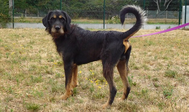 SPA_Montlucon's tweet photo. A l'#adoption : un nouveau #chien :
- Marley : ♂️ noir et feu croisé #griffon

Brave chien, sociable, agréable.

✅ Identifié
✅ Vacciné
☑️ Castré bientôt

➡️ https://t.co/fWdYPr9Tnt https://t.co/Zzjlw3r8Jc