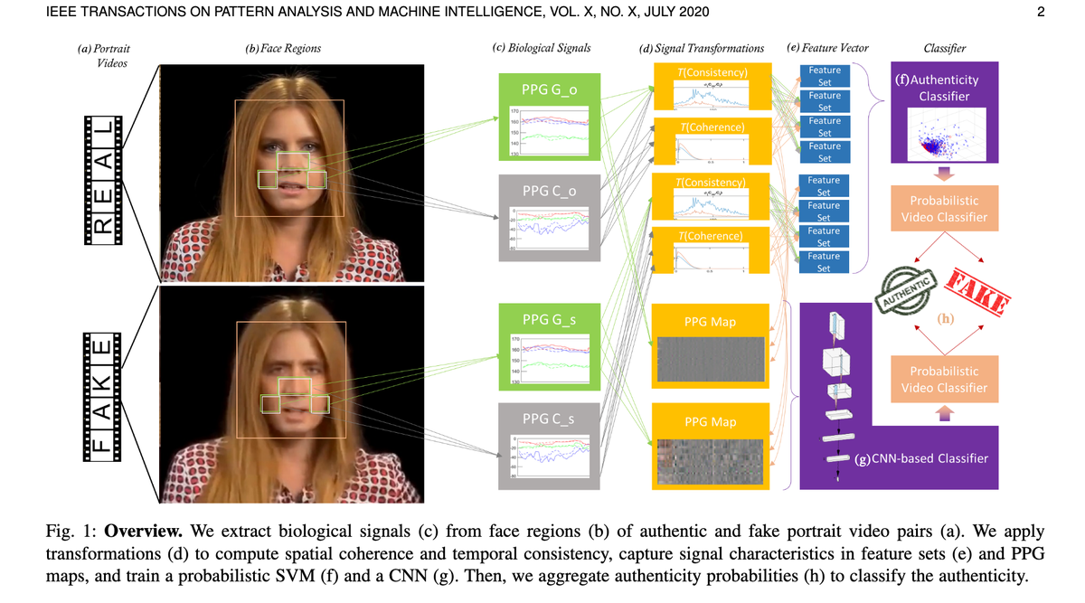 ilkedemir's tweet photo. Our PAMI paper is online! Deep fakes are still not as human as you think :) After months of analysis and experiments, FakeCatcher is officially out!
Paper: https://t.co/DD6O2cUh6U
Dataset: https://t.co/GSBvHIRk2K
#deepfakes #fakedetection #FakeCatcher https://t.co/60VgdXWuyf