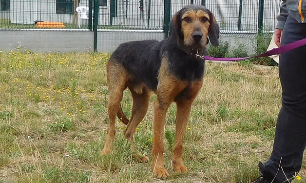 SPA_Montlucon's tweet photo. A l'#adoption : un nouveau #chien :
- Néo : ♂️ noir et marron croisé #griffon

Très craintif, il faudra beaucoup de douceur et de patience pour gagner sa confiance.

✅ Identifié
✅ Vacciné
☑️ Castré bientôt

➡️ https://t.co/ymYfcvnUaA https://t.co/2U3FWPsqG0