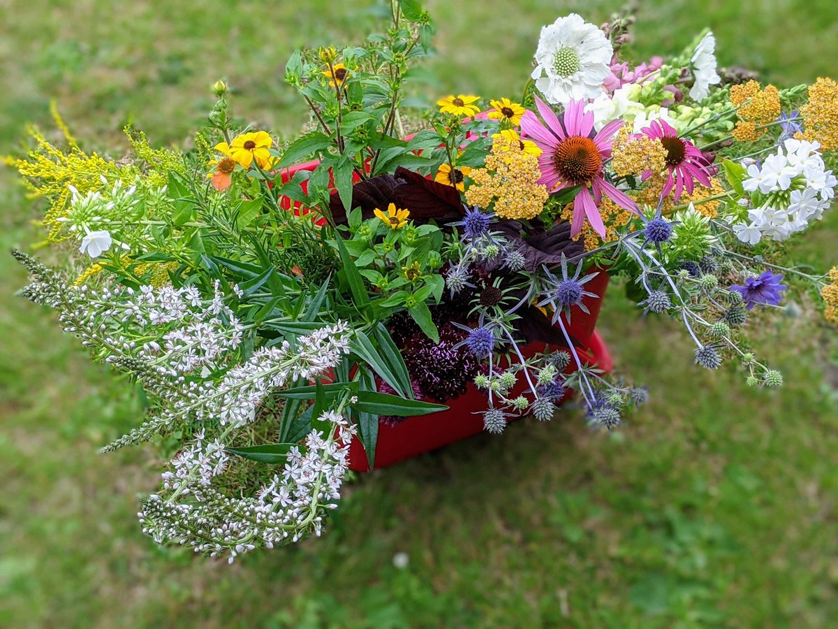 GillSadler3's tweet photo. How beautiful to find this on my doorstep after a morning meeting. Thrilled to get my first delivery from our community flower farm #plot31 #flowersmakemehappy https://t.co/3giqtzhJs2