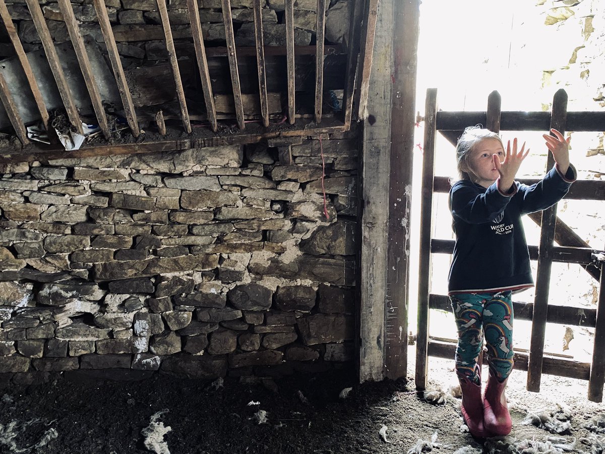 AmandaOwen8's tweet image. Counting and clipping sheep in the cobbled yard.🐏🐏🐏🐏🐏🐏
These fleeces are rolled and packed into sheets ready to be spun and made into yarn. 🧶 

#shepherdess #farm #wool #yorkshire