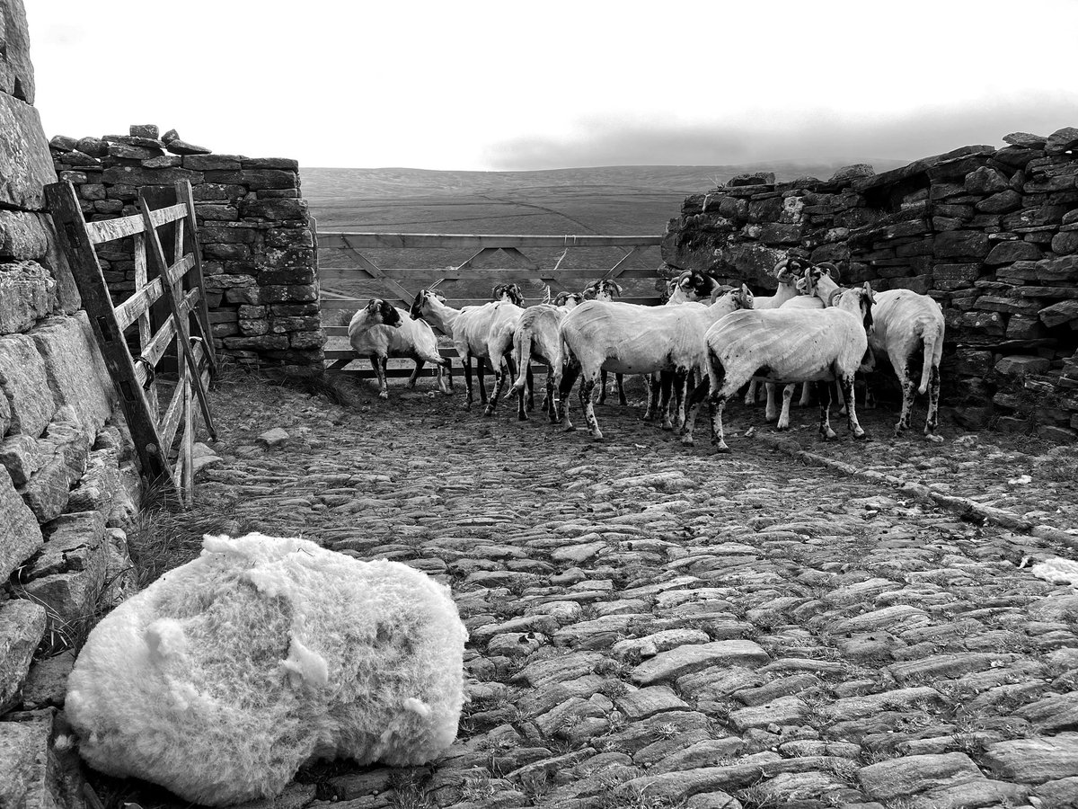 AmandaOwen8's tweet image. Counting and clipping sheep in the cobbled yard.🐏🐏🐏🐏🐏🐏
These fleeces are rolled and packed into sheets ready to be spun and made into yarn. 🧶 

#shepherdess #farm #wool #yorkshire