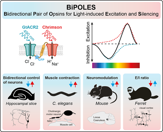 SimWieg's tweet photo. Are you looking for a potent optogenetic tool to both silence and activate a defined population of neurons in the same experiment? Then, BiPOLES, a Bidirectional Pair of Opsins for Light-induced Excitation and Silencing might be interesting for you. https://t.co/oanfa6utrv (1/11) https://t.co/4z5Fo05IiR