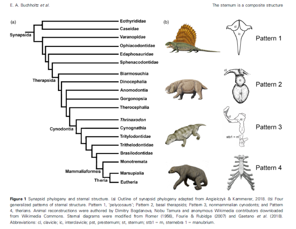 VertEvo's tweet photo. Another paper presented at our #ICVM19 vertebal column symposium is published! J Zool #MiniSeries
#FossilFriday
Buchholtz et al @JZoology The therian #sternum at the lateral somitic frontier: #Evolution of a composite structure
https://t.co/ka5zNCRSqa https://t.co/NrAbhVFAxe