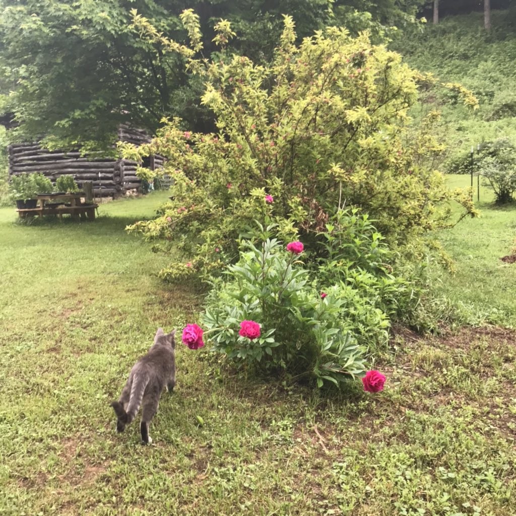 RebeccaMGoodwin's tweet photo. @lheiden1610 @Englishomestead Shadow #cat with blooming peonies this spring. #flowers #AppalachianCats #GoodwinGarden #WNC #MadisonCountyNC #NorthCarolina https://t.co/TapTShiGgg