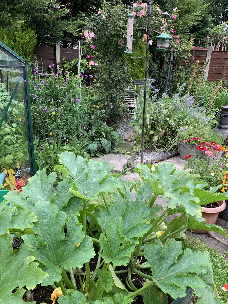 lesleysworld's tweet photo. I love my #garden when it hits full jungle mode. Runner beans coming now, courgettes galore, kale, carrots, beetroot... and if I go into the #greenhouse I may vanish among the tomatoes and peppers. A sort of garden entrance to Narnia! #GardenersWorld #goingveggie https://t.co/nNoI20MQ5O