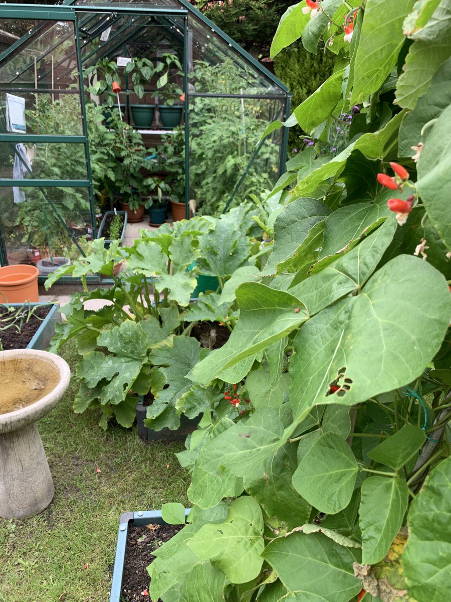 lesleysworld's tweet photo. I love my #garden when it hits full jungle mode. Runner beans coming now, courgettes galore, kale, carrots, beetroot... and if I go into the #greenhouse I may vanish among the tomatoes and peppers. A sort of garden entrance to Narnia! #GardenersWorld #goingveggie https://t.co/nNoI20MQ5O