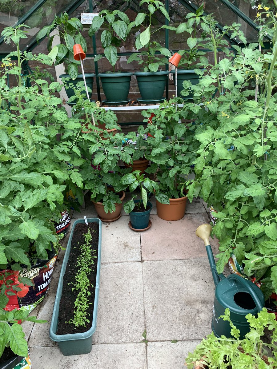 lesleysworld's tweet photo. I love my #garden when it hits full jungle mode. Runner beans coming now, courgettes galore, kale, carrots, beetroot... and if I go into the #greenhouse I may vanish among the tomatoes and peppers. A sort of garden entrance to Narnia! #GardenersWorld #goingveggie https://t.co/nNoI20MQ5O