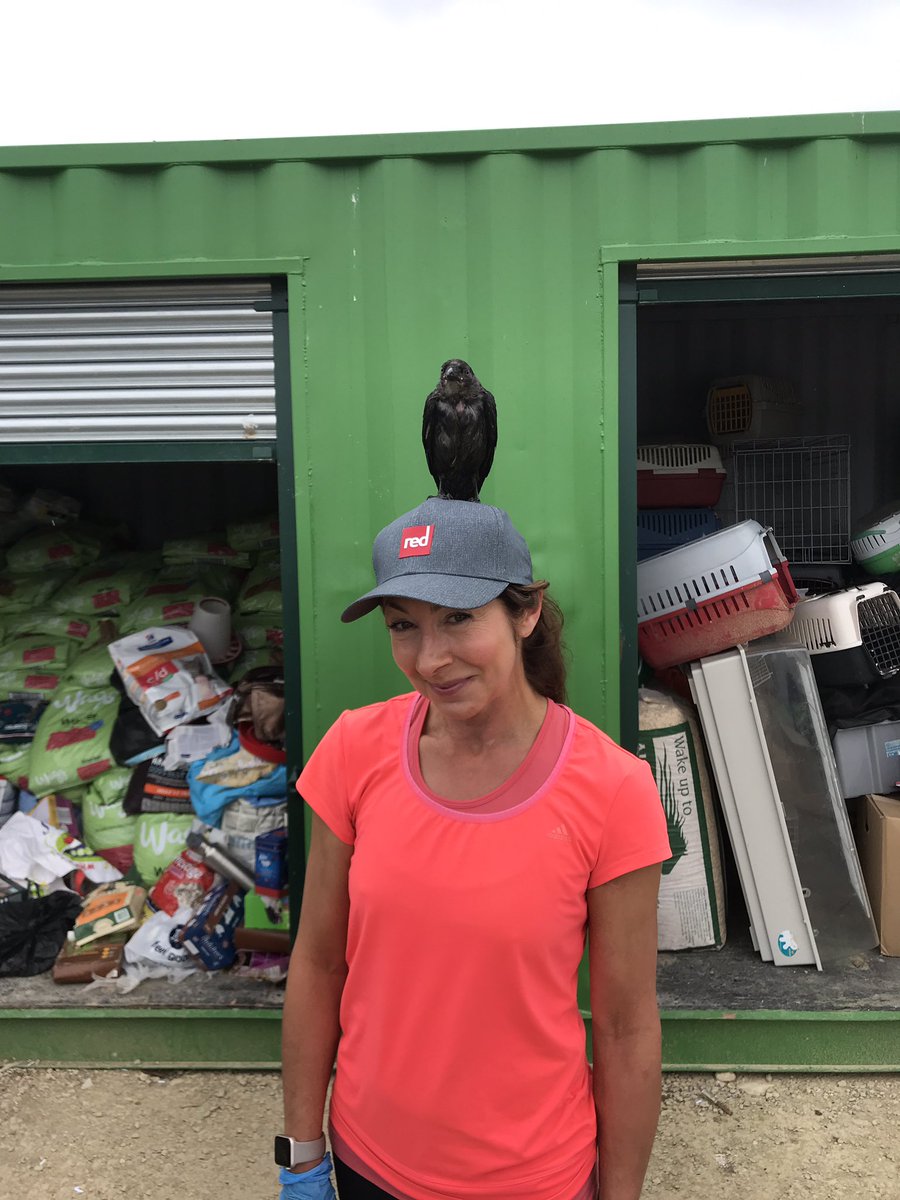 BRMyorkshire's tweet photo. Cheeky Jackdaw at #whitbywildlifesanctuary likes volunteer Anita’s new hat #red paddle I @RedPaddleCo #whitby #sup https://t.co/cm7ewJg3Jy