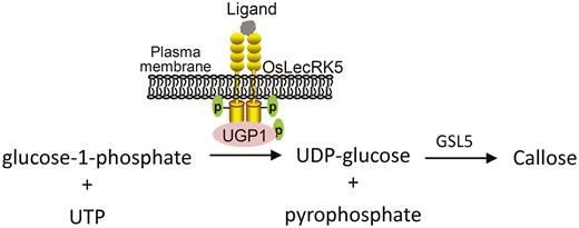 JXBot's tweet photo. #Rice LecRK5 phosphorylates a UGPase to regulate #callose biosynthesis during #pollen development https://t.co/G3cOzyQiUo https://t.co/goegQzlupN
