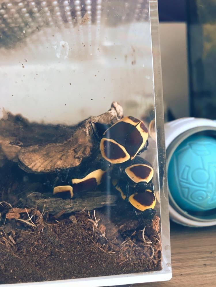 Shutterybug's tweet photo. So to finish off the week, I thought I’d show you who is left. 
These are our sun beetles. They’re super easy to look after, we raise them from grubs and all they need is fruit, damp substrate and leaf litter. They sound like little helicopters when they fly 1/6 https://t.co/S5OgZ83Nnp