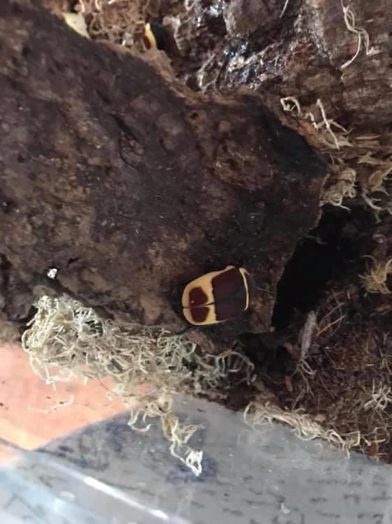 Shutterybug's tweet photo. So to finish off the week, I thought I’d show you who is left. 
These are our sun beetles. They’re super easy to look after, we raise them from grubs and all they need is fruit, damp substrate and leaf litter. They sound like little helicopters when they fly 1/6 https://t.co/S5OgZ83Nnp