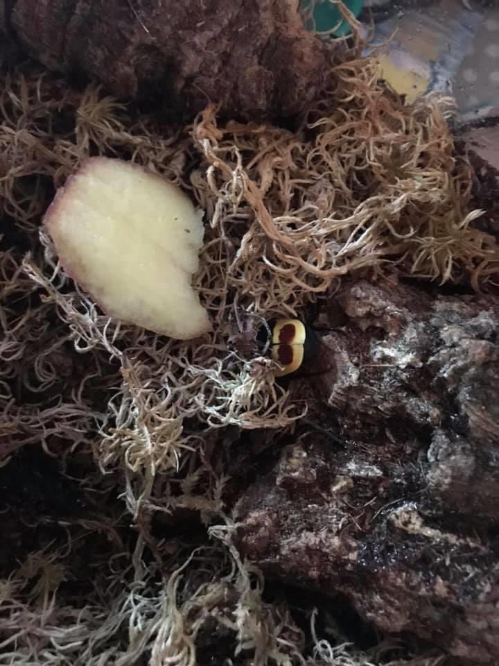 Shutterybug's tweet photo. So to finish off the week, I thought I’d show you who is left. 
These are our sun beetles. They’re super easy to look after, we raise them from grubs and all they need is fruit, damp substrate and leaf litter. They sound like little helicopters when they fly 1/6 https://t.co/S5OgZ83Nnp