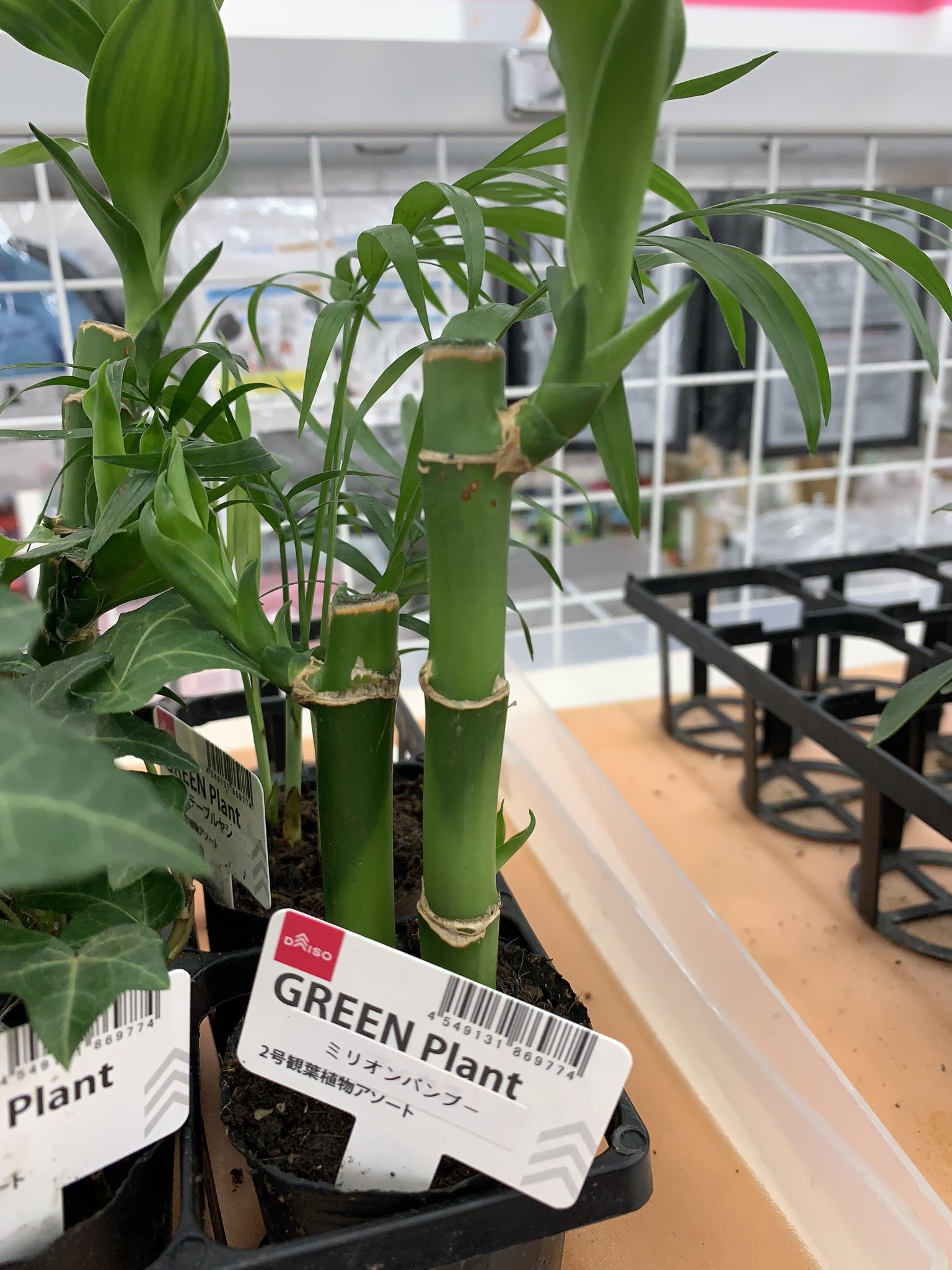 ゆっけ ダイソーで一目惚れして買ってきた 観葉植物 買ってきた ミリオンバンブー T Co W39er1g5w8 Twitter