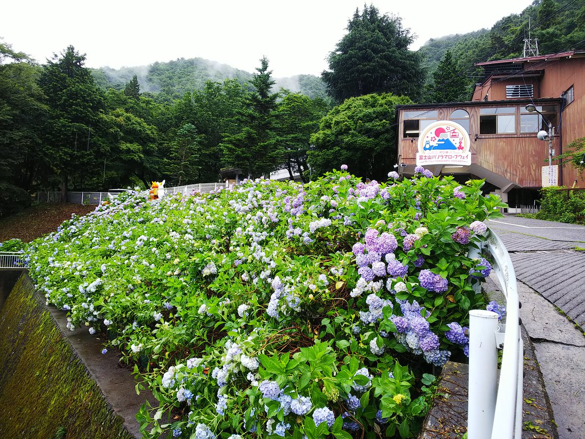 天上山あじさい 天上山あじさい