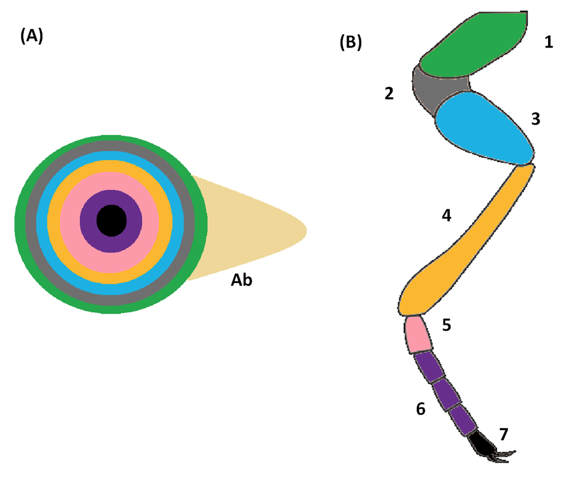 TIL about imaginal discs in insects. These discs in larvae undergoes transformation in a force field called morphogenetic field:  https://en.wikipedia.org/wiki/Morphogenetic_field to generate the organs of the insect.