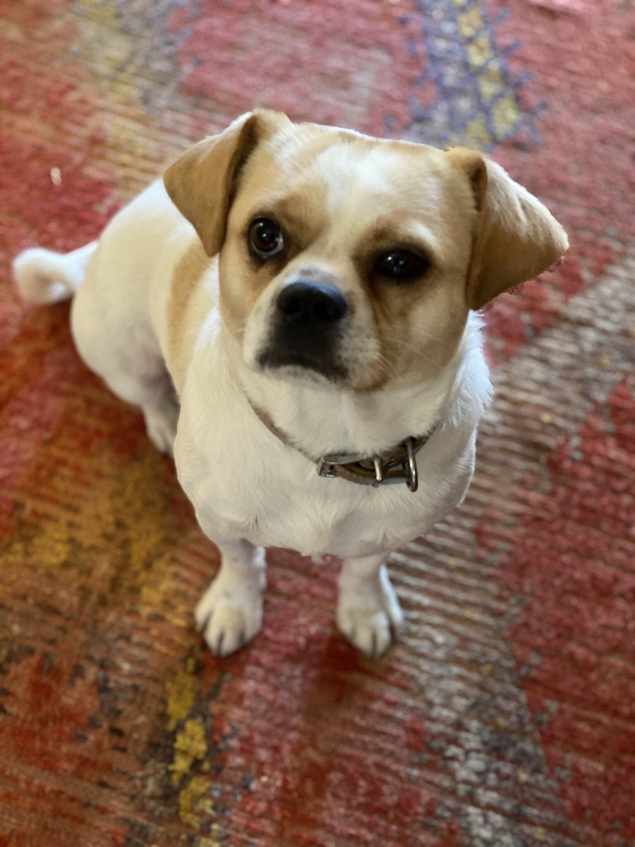 Simon the Super Puggle is ready to make his mark this November. #Dogs4Biden