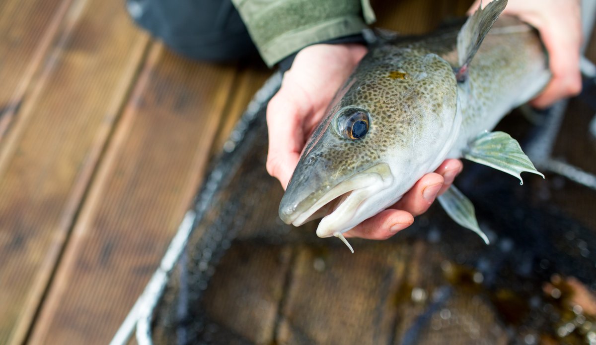 Fisk er en god kilde til jod dlvr.it/RbqSLX