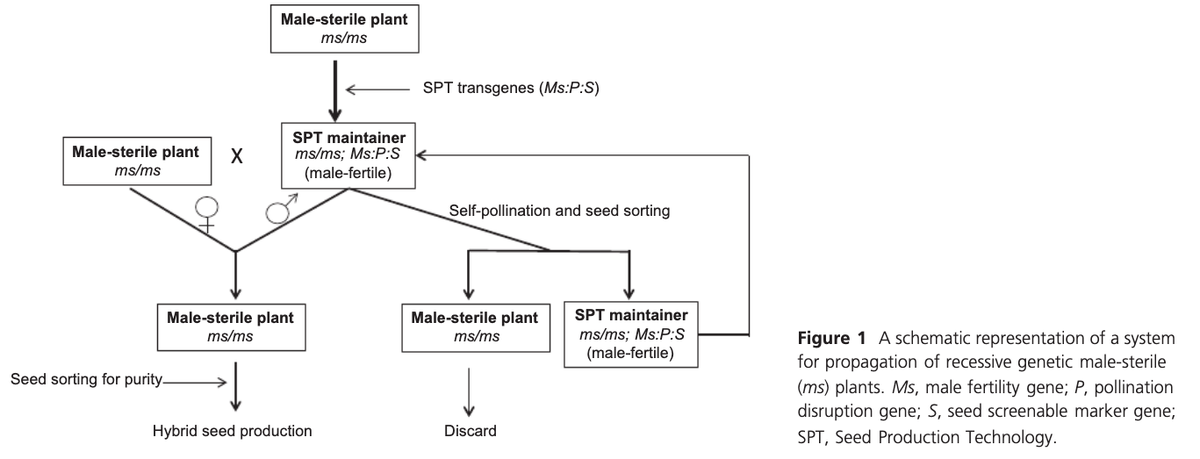 Elle est constituée de 3 composants :1- une restauration de la fertilité par un transgène (MS sur le schéma)2- l'inactivation du développement du pollen portant le transgène (P sur le schéma)3- un marqueur phénotypique pour le tri sur graine du mainteneur (S sur le schéma)