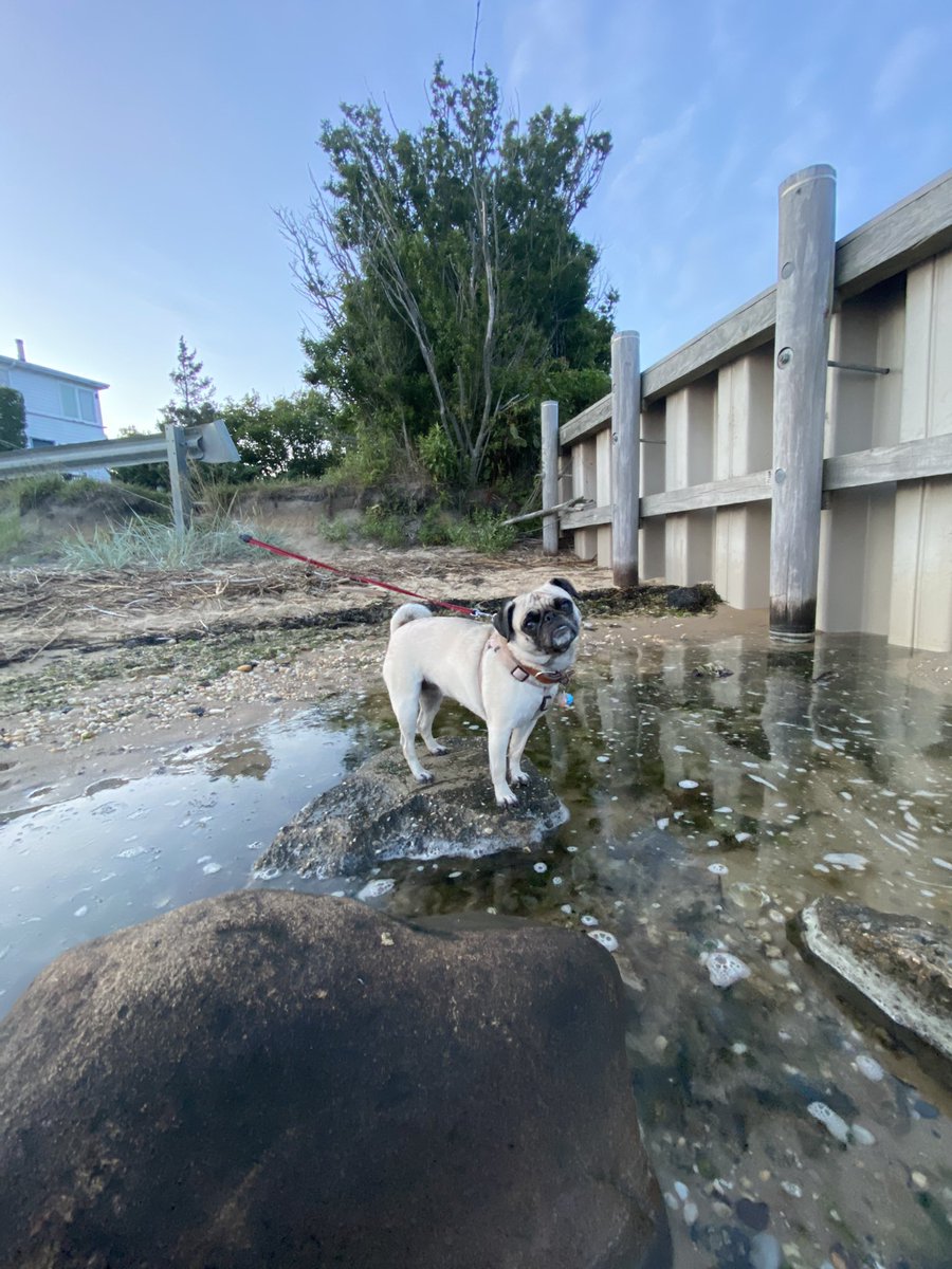 TruthPug's tweet photo. #pug #puglife #pugchat https://t.co/xFX0thXMNQ