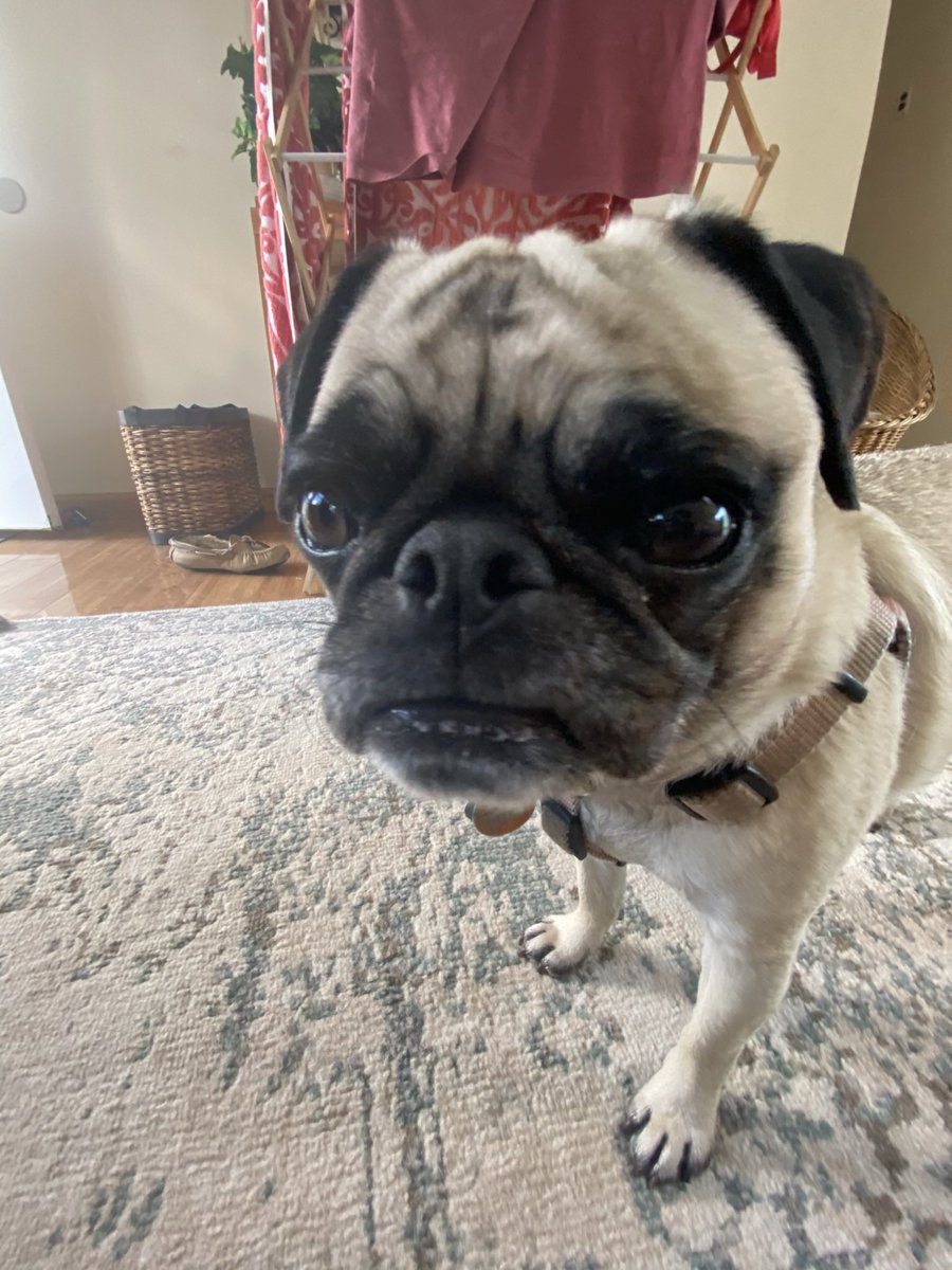 TruthPug's tweet photo. #pugs #DogsofTwittter #dogsofinstagram https://t.co/5IxlTed4Sx