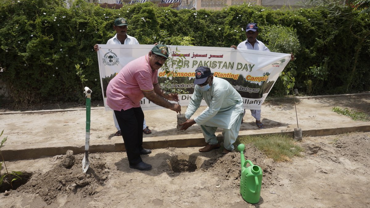 Celebration of #Plant4Pakistan day and #SarSabzSindh at #TandoAllahyar. Polyalthia longifolia (Ashok), planted by Imdad Hussain Shah at #GhaniPark #TandoAllahyar.  @habib_nizamani @zulfijumani