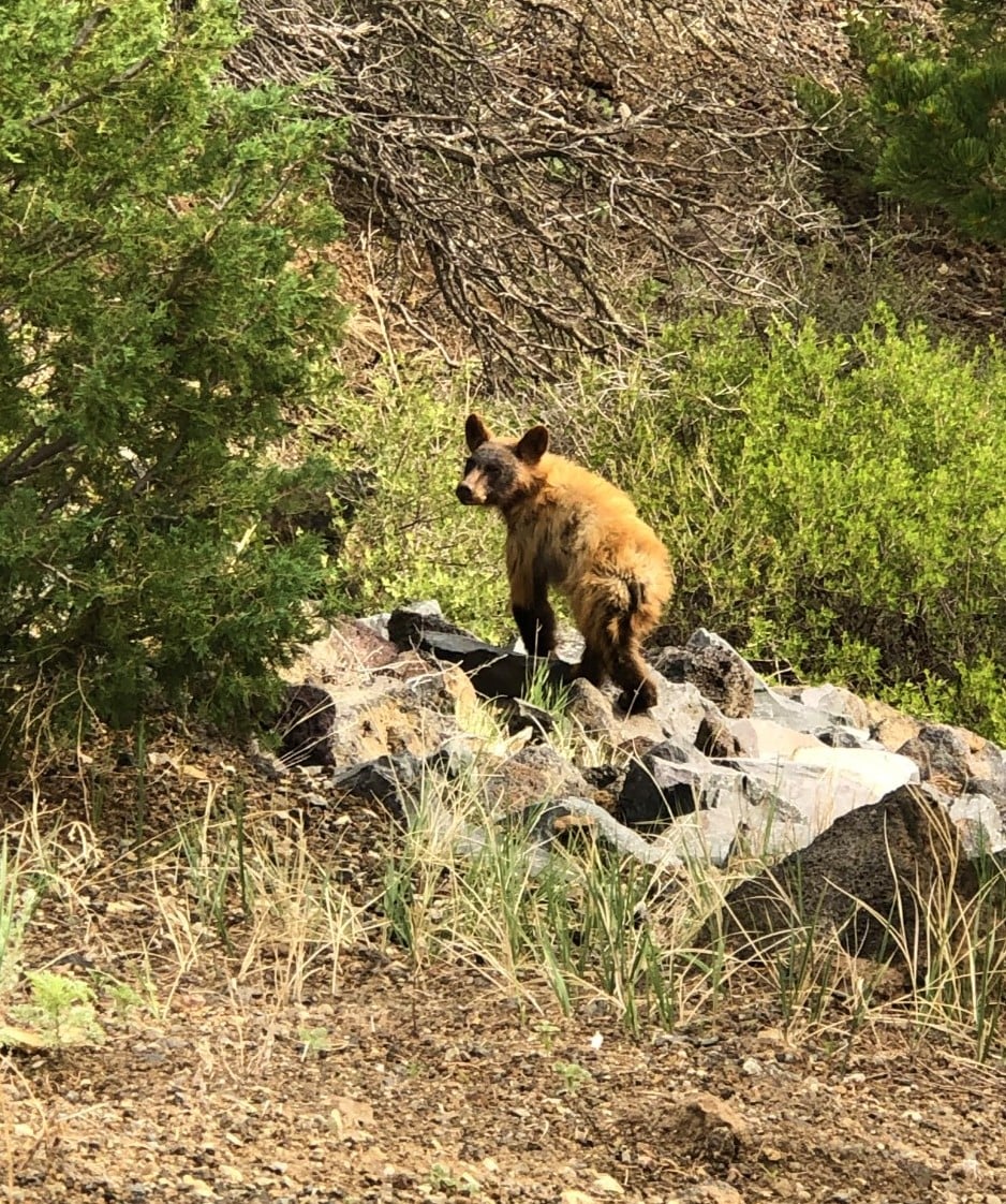 Capulin Volcano NM tweet media