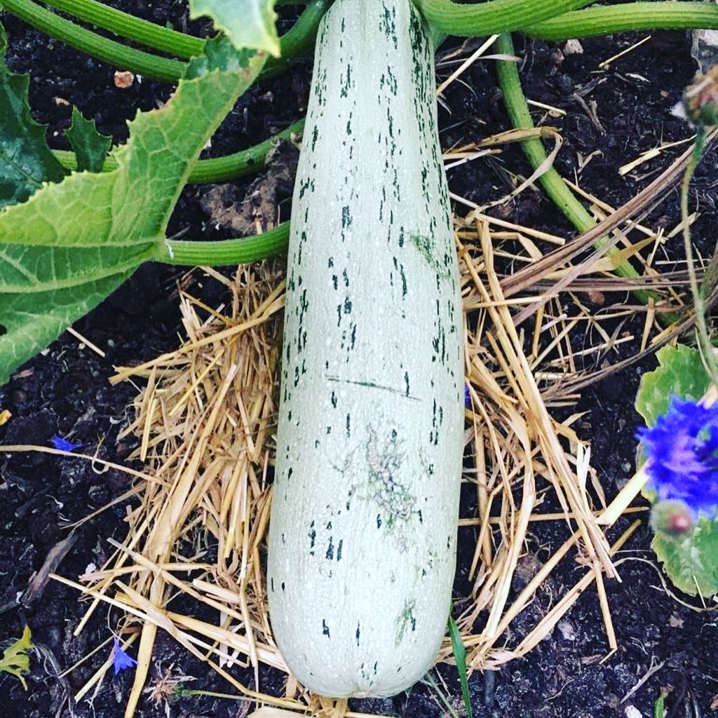 RailsideGarden's tweet photo. The #community #garden is blooming! 🌻🍓🥬 Excited to be working on plans to open up more widely to members &amp; volunteers, as soon as we have things in place to keep us all COVID-safe. Watch this space for an update soon, #Streatham! 👀🙂 https://t.co/tnXBU1tQxU