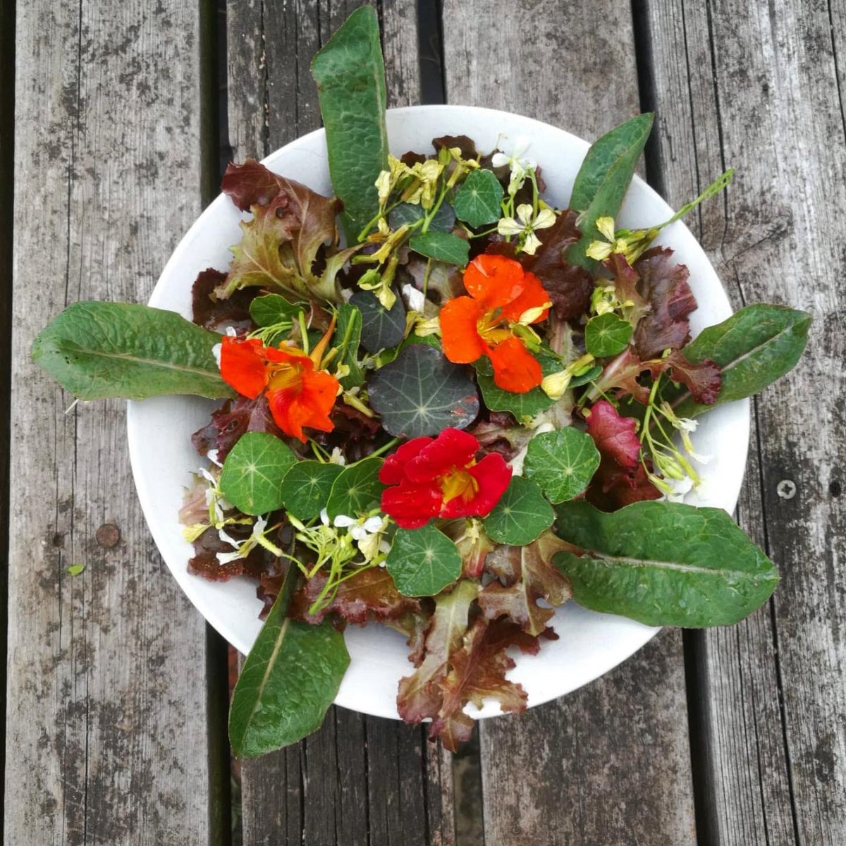 RailsideGarden's tweet photo. The #community #garden is blooming! 🌻🍓🥬 Excited to be working on plans to open up more widely to members &amp; volunteers, as soon as we have things in place to keep us all COVID-safe. Watch this space for an update soon, #Streatham! 👀🙂 https://t.co/tnXBU1tQxU