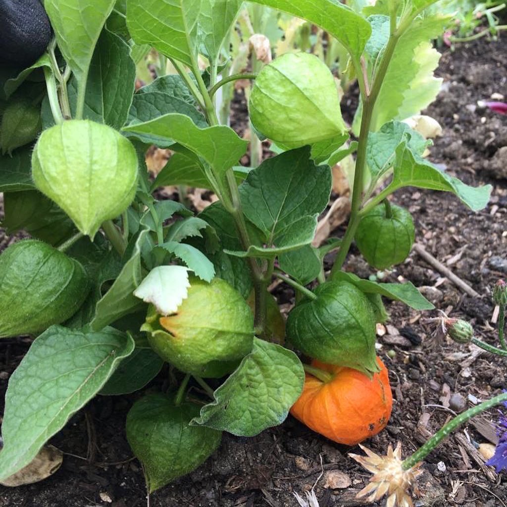 The #community #garden is blooming! 🌻🍓🥬 Excited to be working on plans to open up more widely to members &amp; volunteers, as soon as we have things in place to keep us all COVID-safe. Watch this space for an update soon, #Streatham! 👀🙂