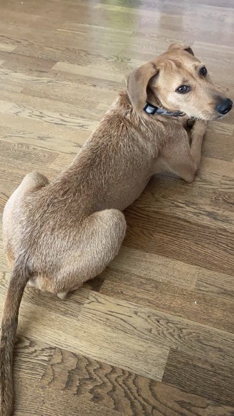 fabianvinet's tweet photo. Acabamos de perder nuestro querido perro Charlie en la zona del Lidl en #sabinillas y #manilva. Por favor ayudarnos a encontrarlo. Gracias. https://t.co/ZqqNWXyURy