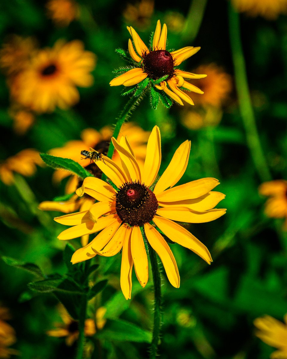 The flowers where bloomed and the bees 🐝 were very active. 
.
.
#flowers #umsteadstatepark #ncstateparks #statepark #flower #flowerphotography #flowersofinstagram #flowerstagram #flowerpower #bee