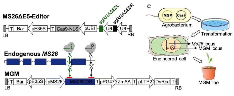 - mainteneur (appelé MGM) par l'expression des 3 modules présentés dans le système SPT la séquence codante de ZmMS26 pour restaurer la fertilité (MS26CDS)l'inactivateur de développement du pollen (pPG47-ZmAA) le marqueur phénotypique ici fluorescent (pLTP2-DsRed)