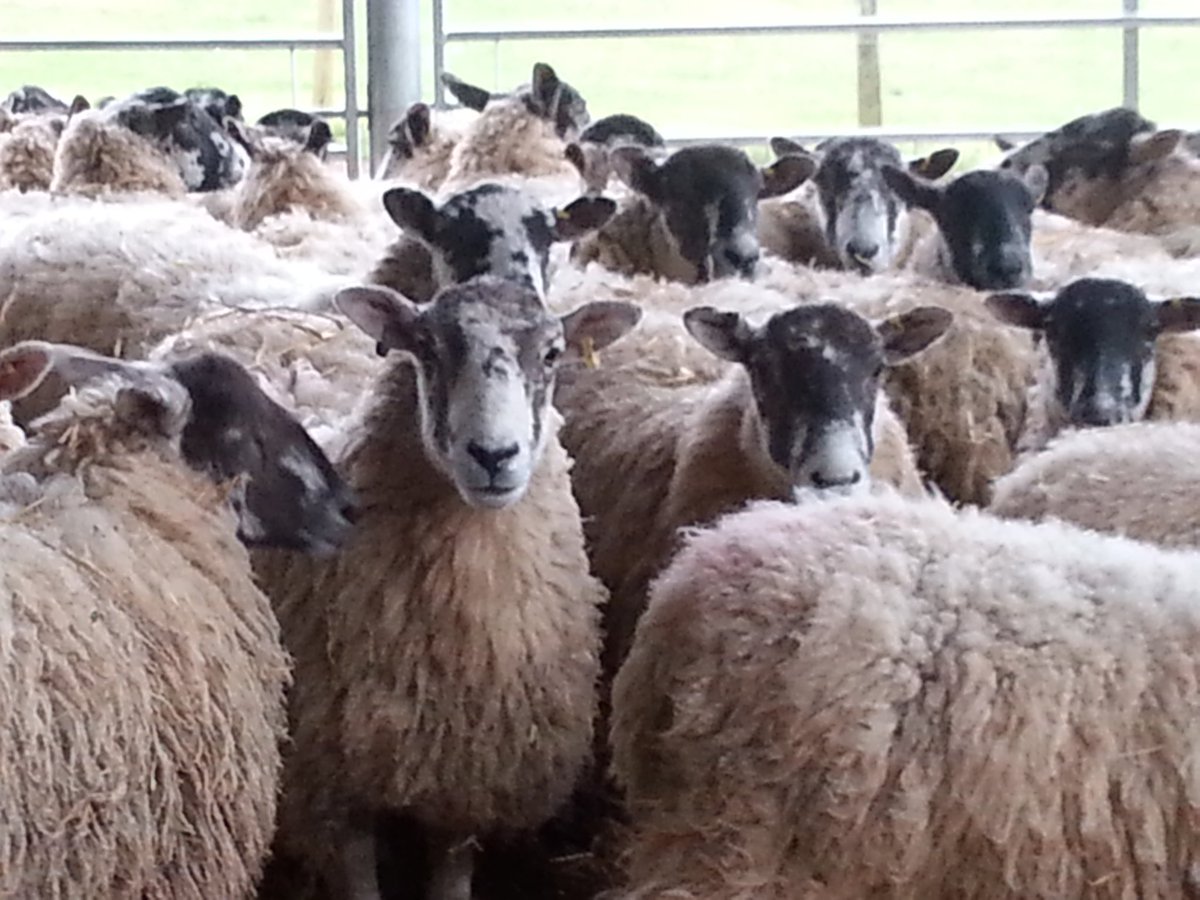 Sheep farmers - I know there are lots of surveys around but this one is SHORT &amp; will be really useful to help us reduce the risk of buying in MV - a horrible disease that we see more &amp; more - 
Please take a look 👇 &amp; RT
edinburgh.onlinesurveys.ac.uk/src-project-th…
Thanks! #maedivisna #teamsheep